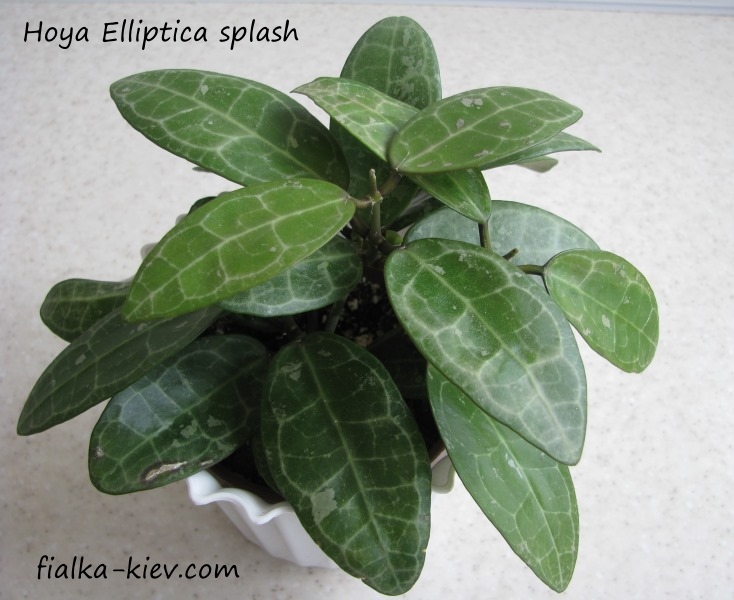 Hoya Elliptica splash (2).JPG