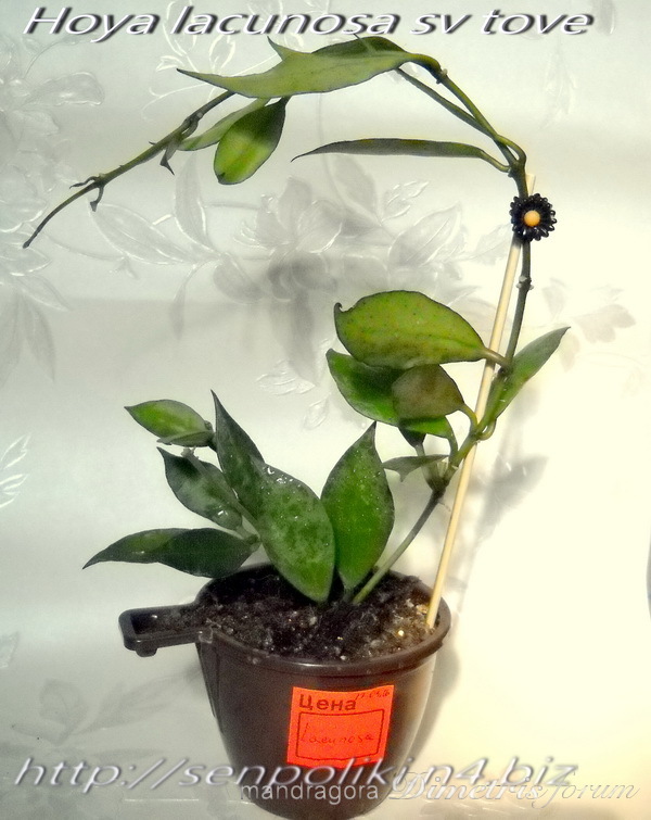 Hoya lacunosa sv tove а.jpg