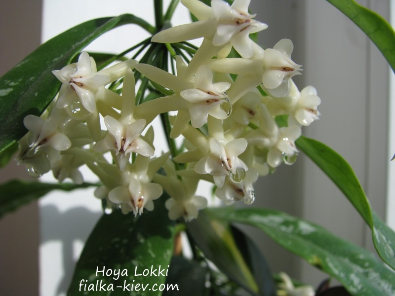 Hoya Lokki.JPG