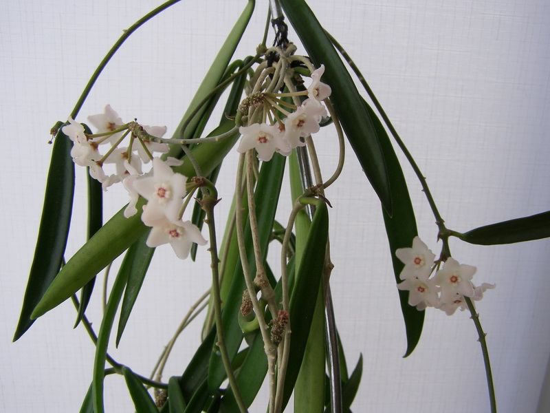 Hoya longifolia1.jpg