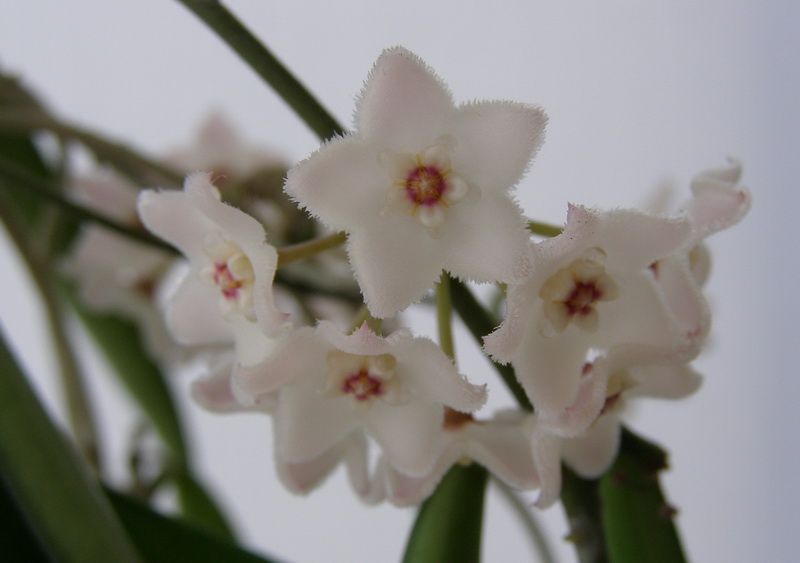 Hoya longifolia3.jpg