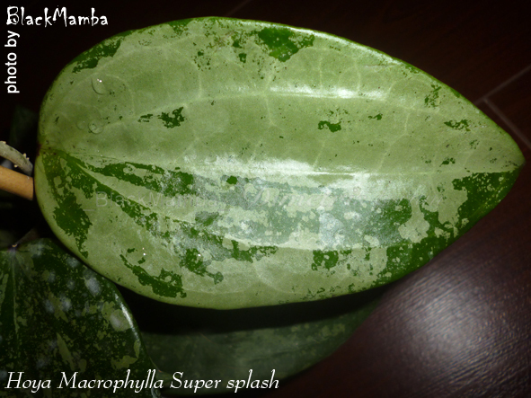 Hoya Macrophylla Super splash1.jpg