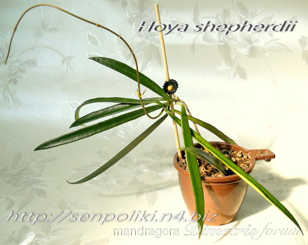 Hoya shepherdii 1 а.jpg