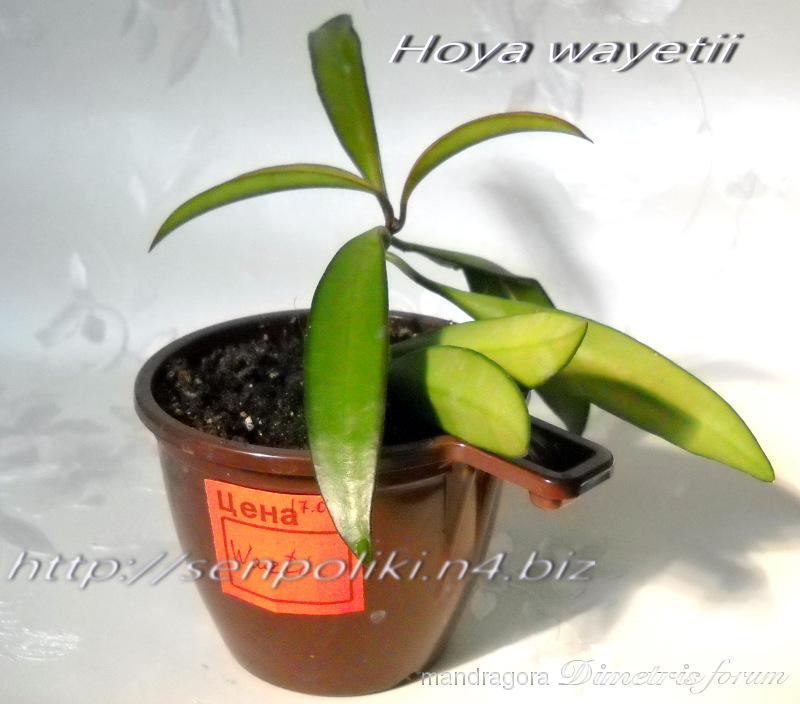 Hoya wayetii.jpg