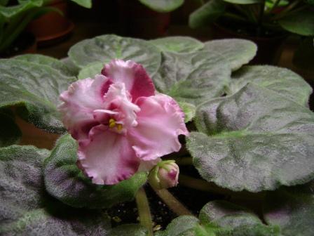 Image00022.jpg