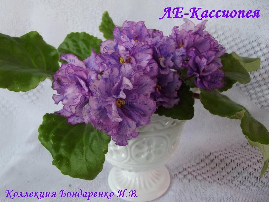 imageCA81S5TX.jpg