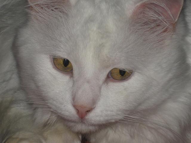 img100.jpg