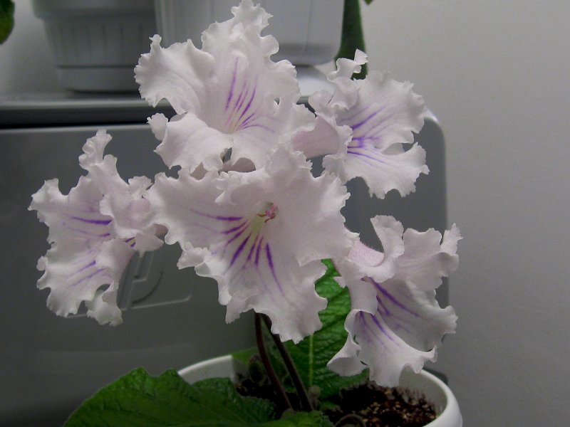 img1045.jpg