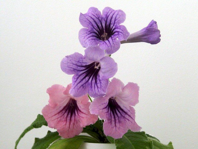 img1086.jpg