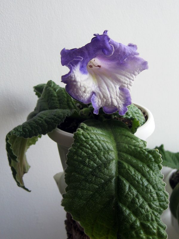 img1366.jpg