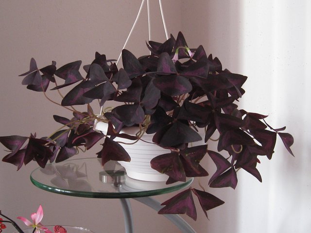 img215.jpg