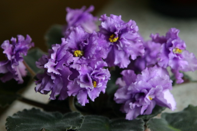 IMG_0014_новый размер.JPG