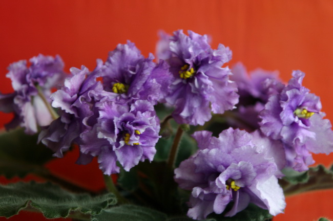 IMG_0015_новый размер.JPG