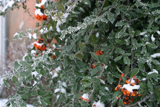 IMG_0033_новый размер_новый размер.JPG