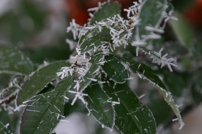 IMG_0034_новый размер.JPG