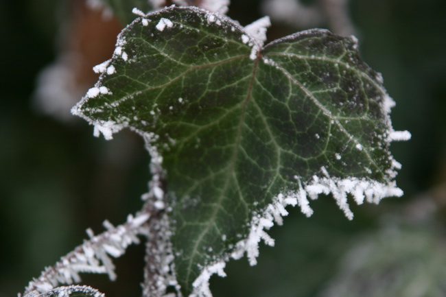 IMG_0036_новый размер.JPG