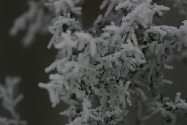 IMG_0037_новый размер.JPG