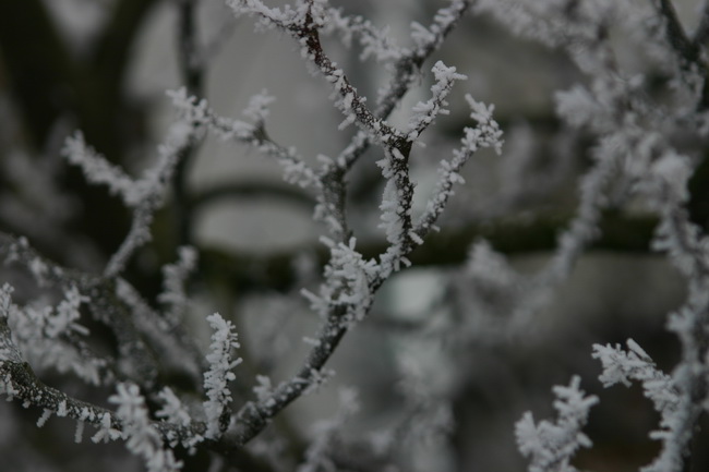 IMG_0039_новый размер.JPG