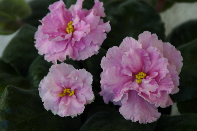 IMG_0042_новый размер.JPG