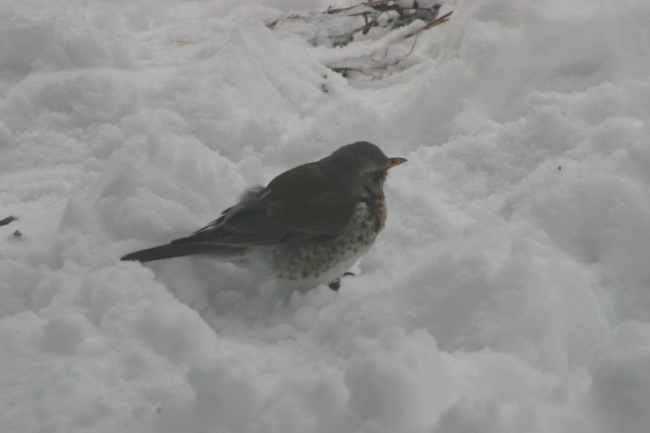 IMG_0047_новый размер.JPG