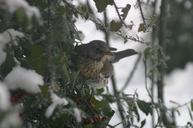 IMG_0052_новый размер.JPG