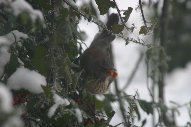 IMG_0053_новый размер.JPG