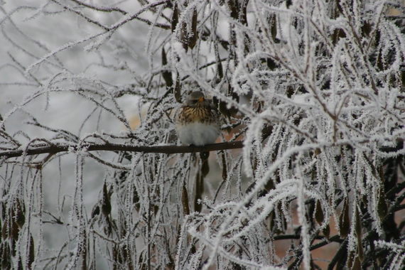 IMG_0056_новый размер.JPG