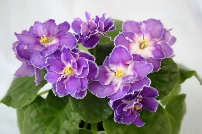 IMG_0106_новый размер.JPG