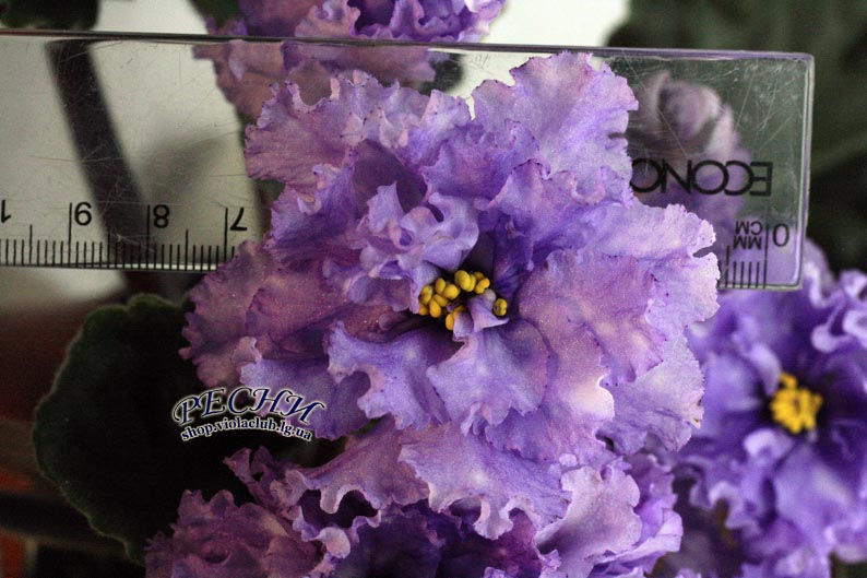 IMG_0387 (121) копия.jpg