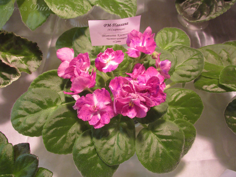 IMG_0481.jpg