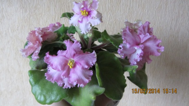 IMG_0749web.jpg