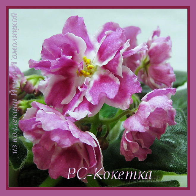 IMG_0797,600,им.JPG