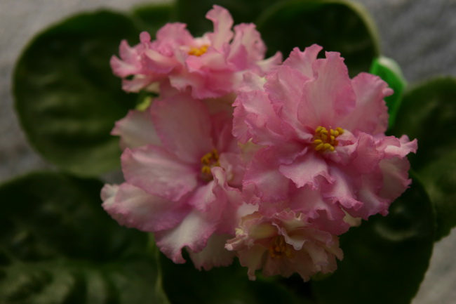 IMG_0876_новый размер.JPG