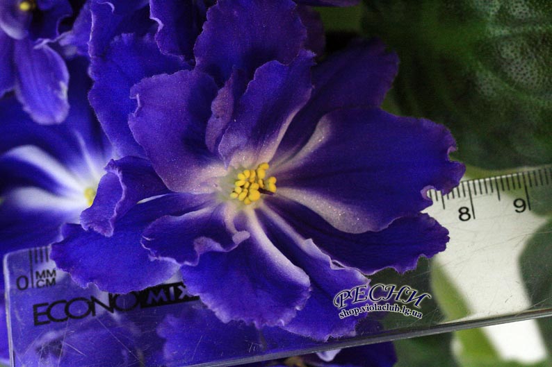 IMG_0902 копия.jpg