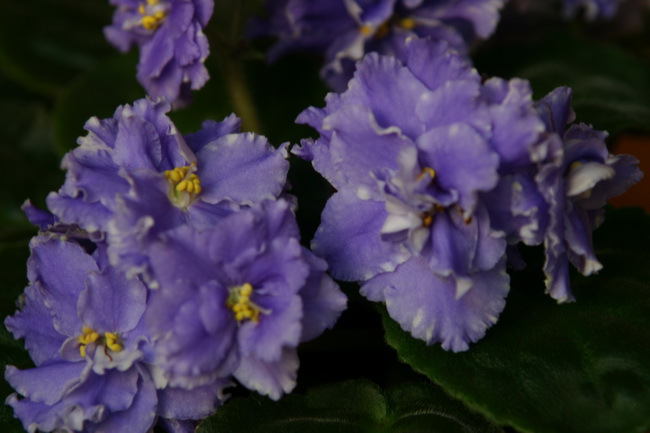 IMG_0911_новый размер.JPG