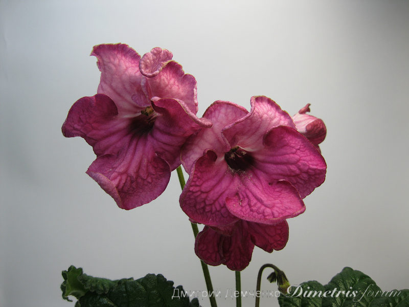 IMG_0917.png