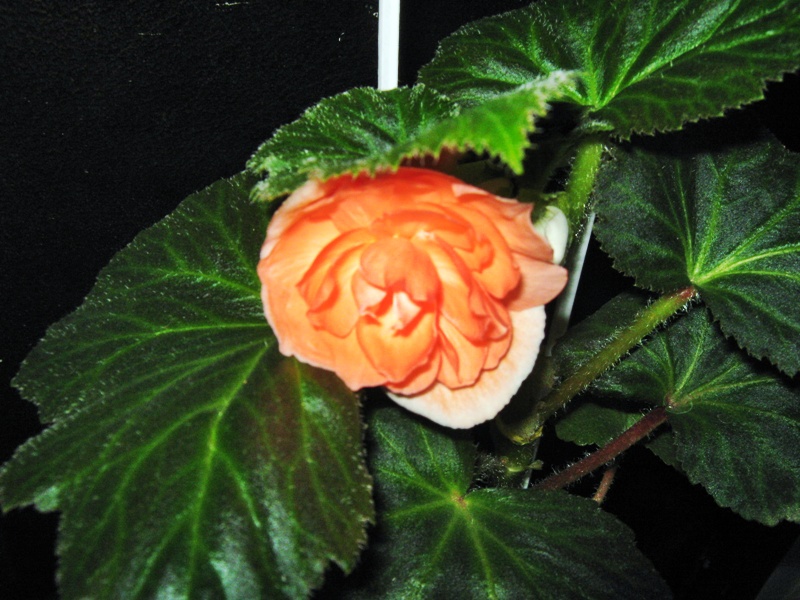 IMG_0936.JPG