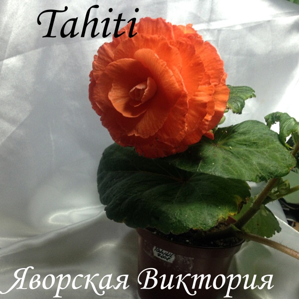 IMG_0938 — копия.JPG