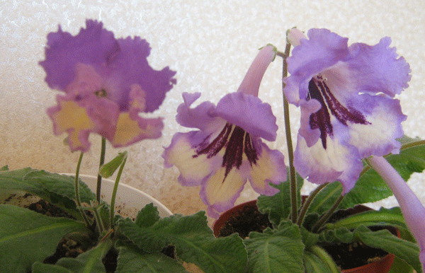 IMG_1109.gif
