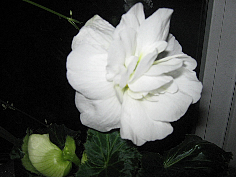 IMG_1139.JPG