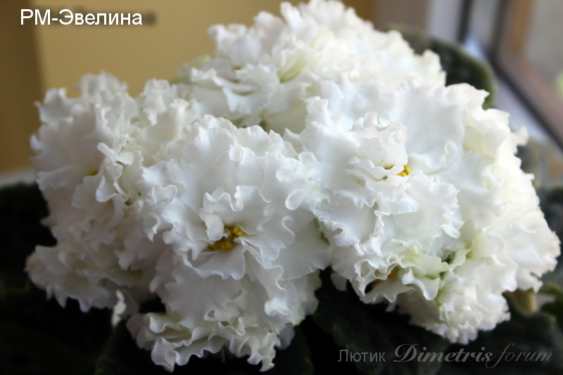 IMG_1241.JPG