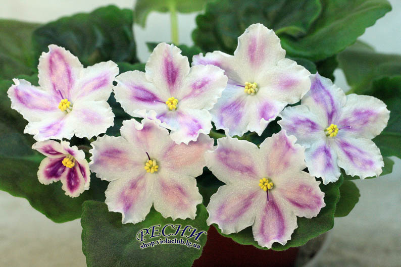 IMG_1453 (437) копия.jpg