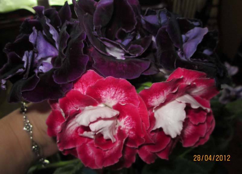 IMG_1854.jpg