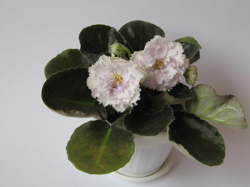 IMG_1938_resize.JPG