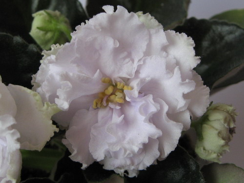 IMG_1939_resize.JPG