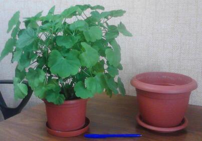 IMG_20130405_193803-1.jpg