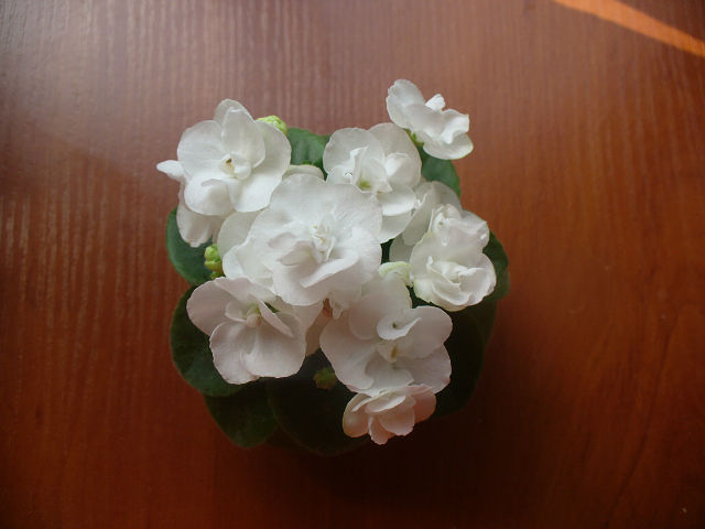 IMG_2013922_92119.jpg