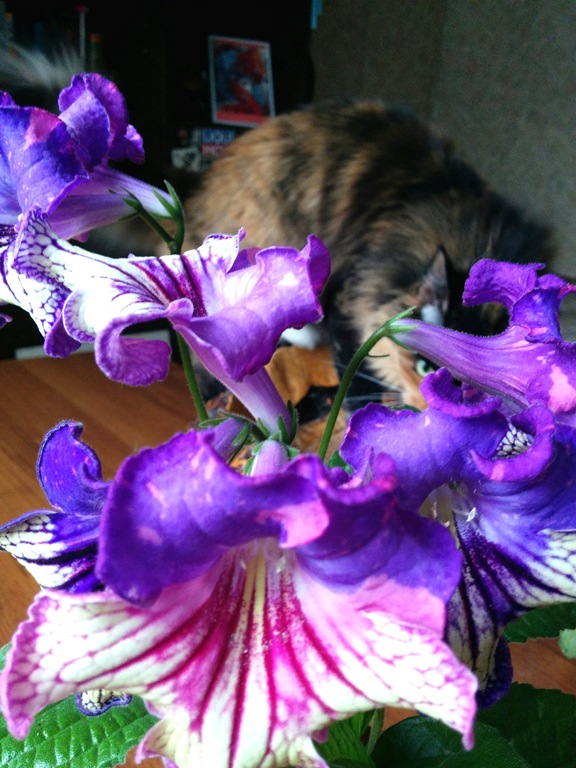 IMG_20160603_092228 (1).jpg