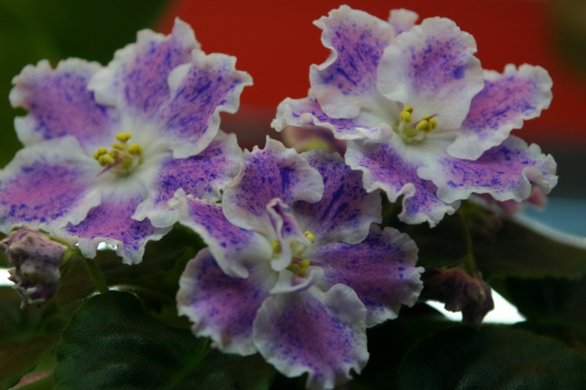 IMG_2147_новый размер.JPG