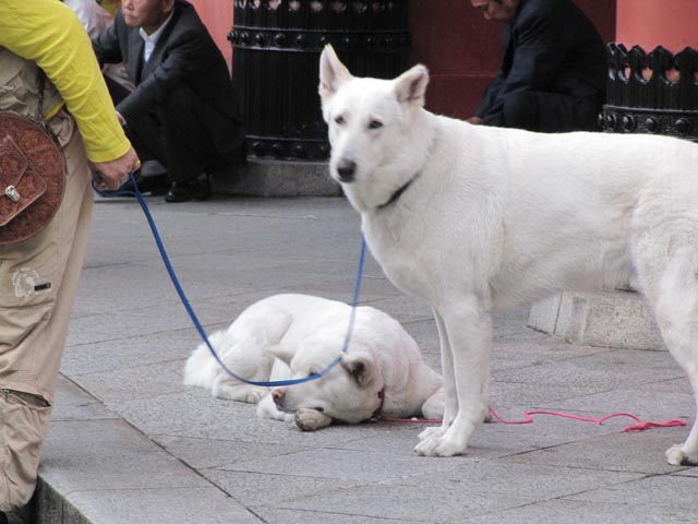 IMG_2219.jpg